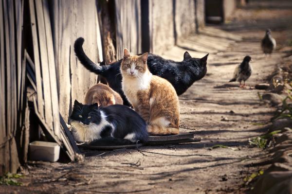 Cats_Sitting_Next_to_Wooden_Fence_grande